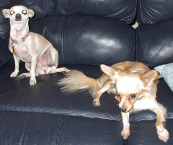 Daisy and Huckleberry