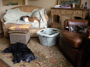 Olivia and the cats, Whitney in basket