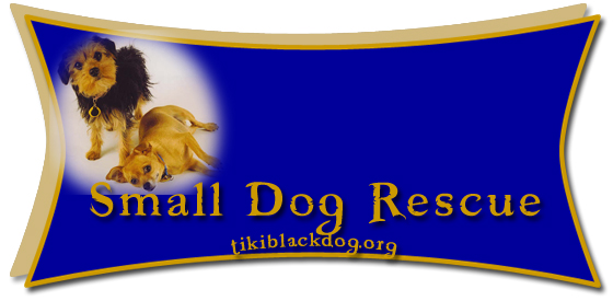 Small Dog Rescue