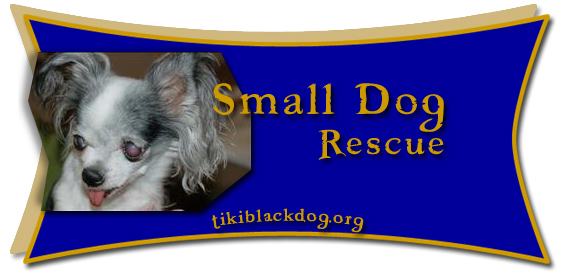 Small Dog Rescue