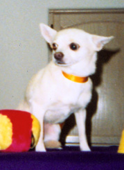 Pretty White Chihuahua